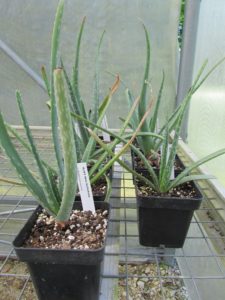 Aloe succotrina