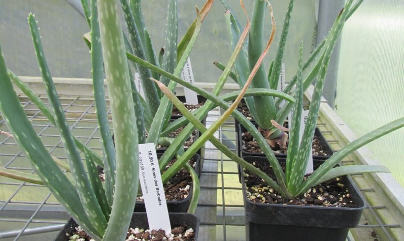 Autour de l’appellation de l’Aloe vera