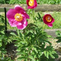 Paeonia officinalis - 2014-04-14 - CNPMAI - M SOUCHE (2)