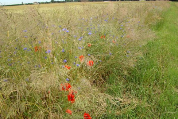 Les travaux du Conservatoire sur les plantes messicoles d’Ile-de-France