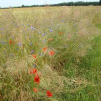 Messicoles - Bordure de champs riche en Bleuet (Cyanus segetum), plante messicole emblématique devenue rare en Ile-de-France.