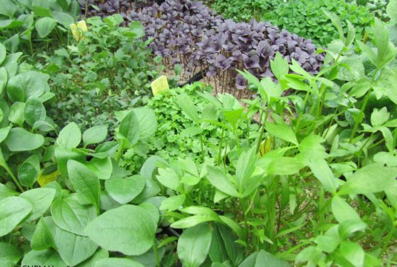 Les commandes de plants sont ouvertes ! Les commandes de plants sont ouvertes !