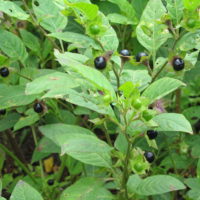 Atropa belladonna