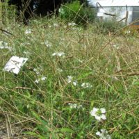 Nigelle des champs dans l’Amidonnier cultivé (parcelle de démonstration au CNPMAI)