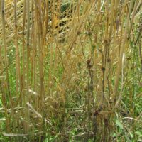 Cotonnière spatulée dans le Triticale (parcelle de démonstration au CNPMAI)