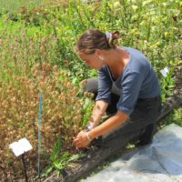 Récolte des graines de nigelle