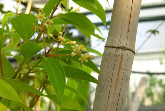 Ateliers adultes « Les plantes à épices » – 26 et 29 septembre