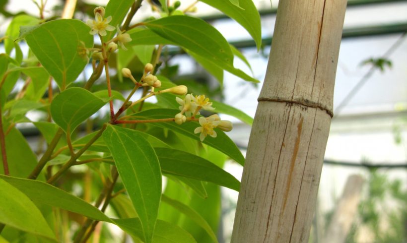 Ateliers adultes « Les plantes à épices » – 26 et 29 septembre