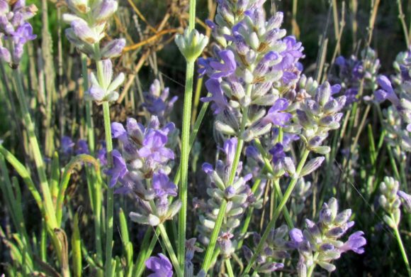 Offre de stage : caractérisation de la biodiversité des PPAM du Gâtinais français