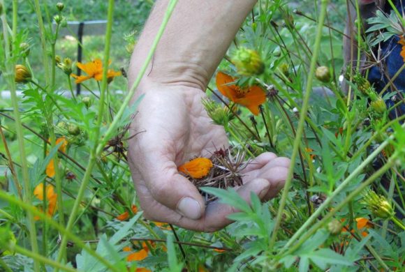 (Français) Les stages de l’été