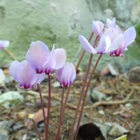 Cyclamen