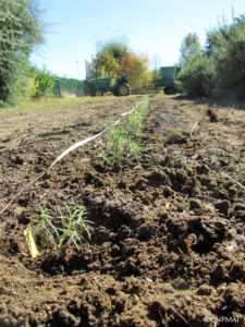 plantation romarins, pleine terre