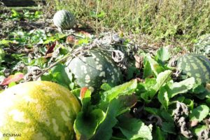 Jardins d'octobre (3)