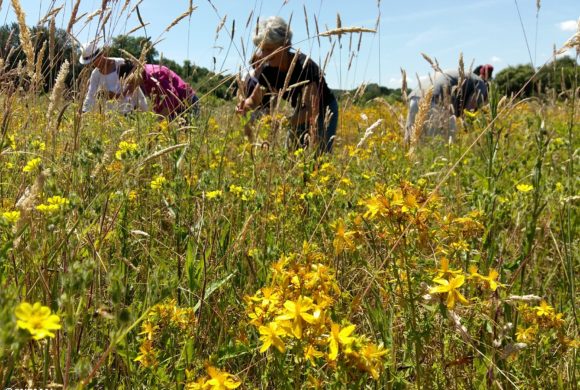 Vous souhaitez vous installer en cueillette de plantes sauvages ?