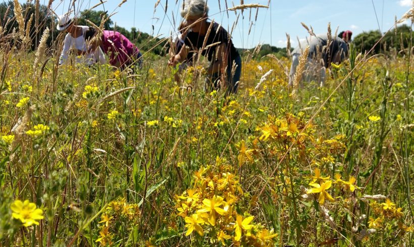 (Français) Vous souhaitez vous installer en cueillette de plantes sauvages ?