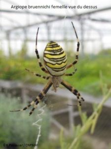 Araignée dans le bitunnel du CNPMAI le 13 aout 2013, B. PASQUIER (11)