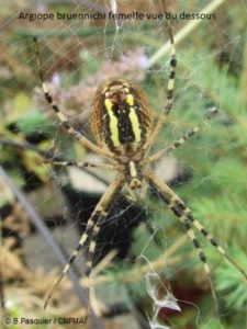Araignée dans le bitunnel du CNPMAI le 13 aout 2013, B. PASQUIER (6)