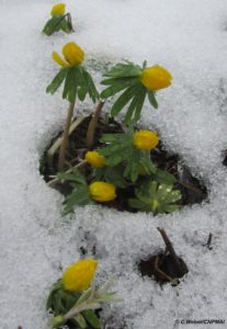 Eranthe d'hiver (Eranthis hyemalis L.)