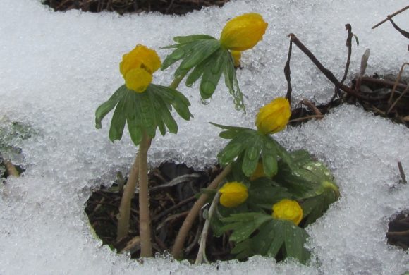 Les activités du Conservatoire en hiver