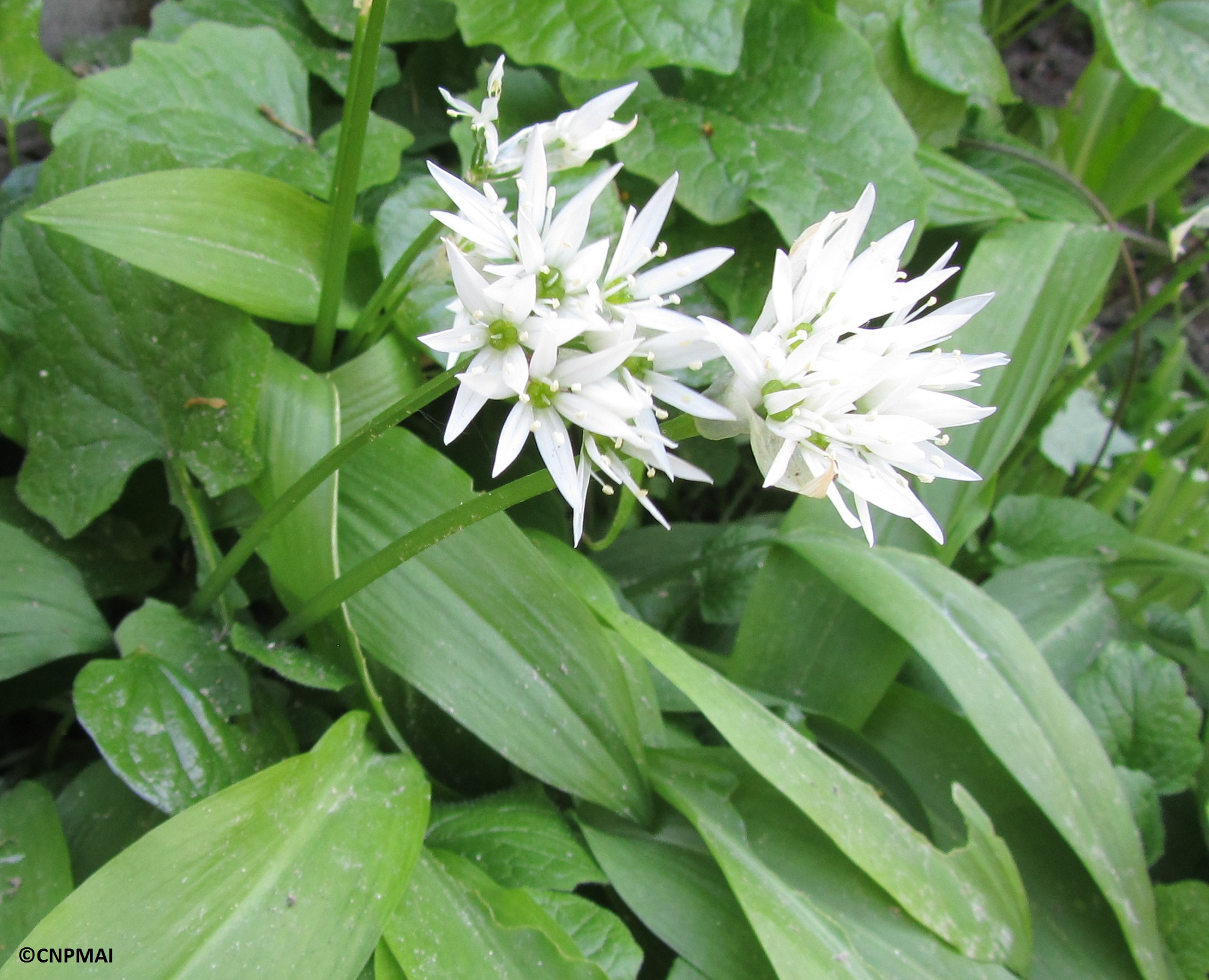 Allium ursinum