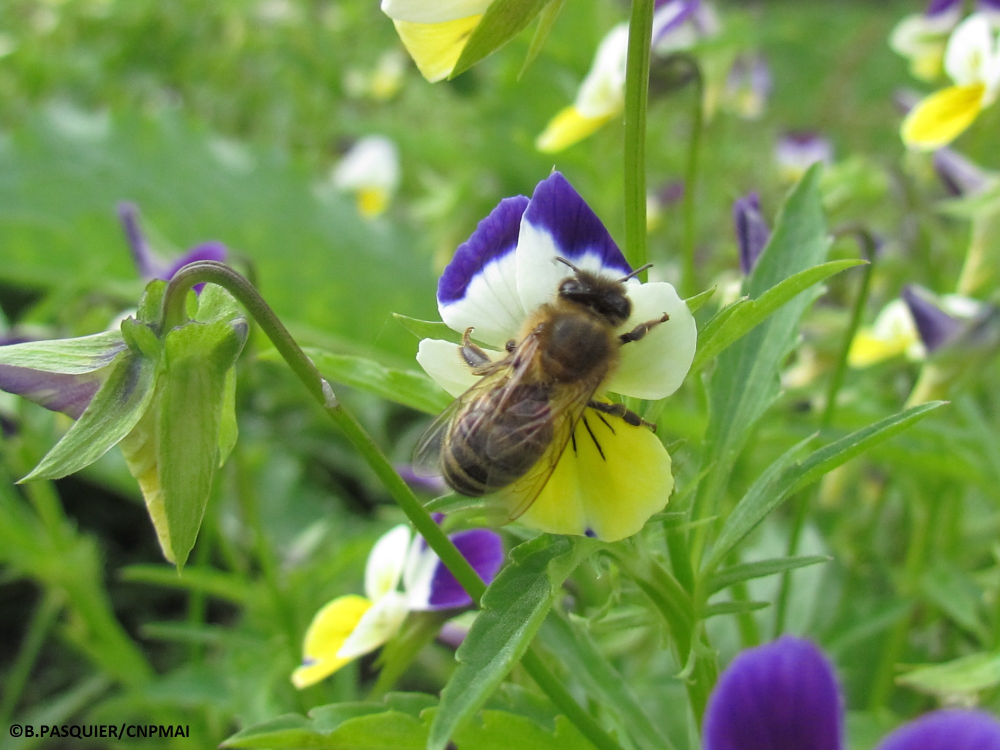 Apis melifera, CNPMAI, 6-09-15 ; B PASQUIER (97)