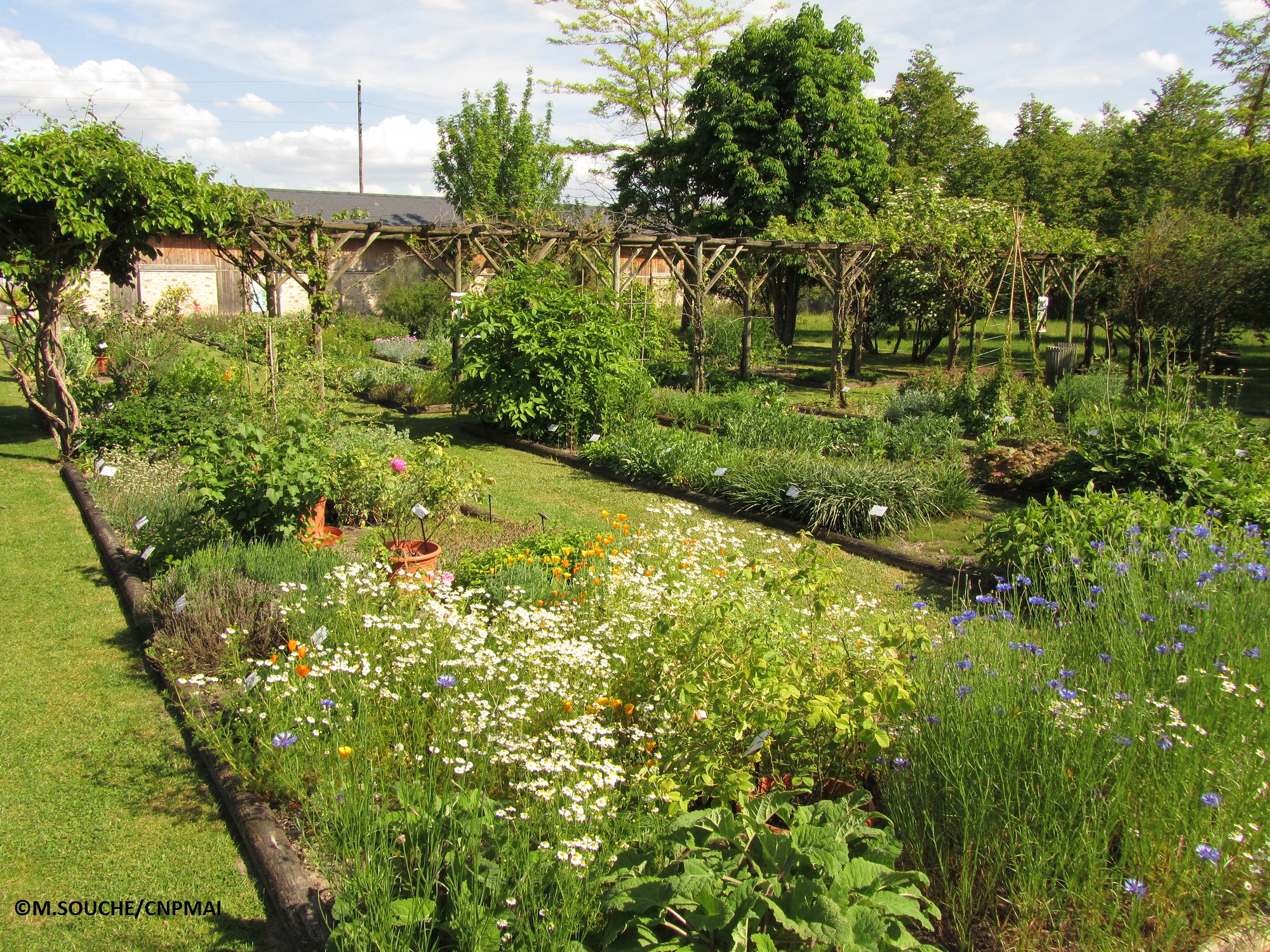 Jardin CNPMAI - 19-05-2014 - M. SOUCHE (5)