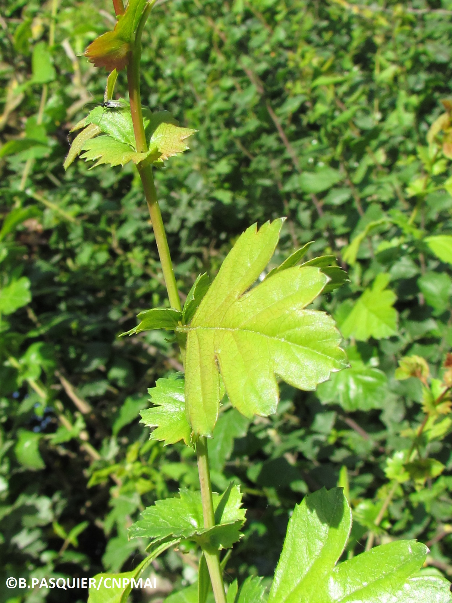 Crataegus monogyna (Rosaceae) Aubépine monogyne, Le Plessis-Macé, le 16 juin 2013 ; B. PASQUIER (46)