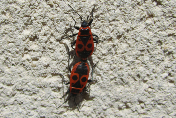 #6 le gendarme – Pyrrhocoris apterus