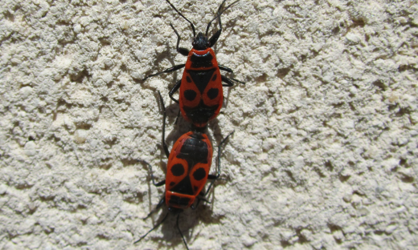 #6 le gendarme – Pyrrhocoris apterus