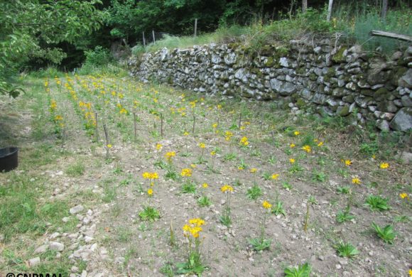 (Français) Mise en culture d’Arnica des montagnes