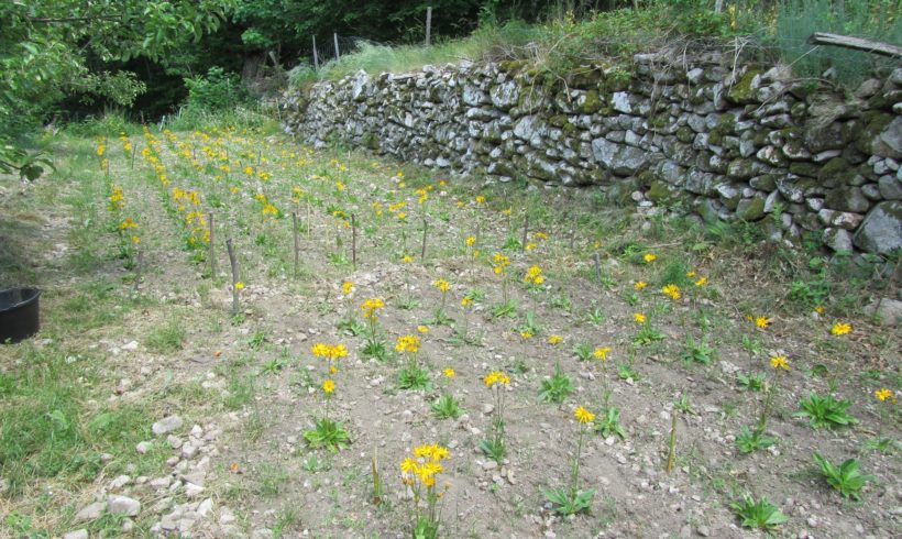 (Français) Mise en culture d’Arnica des montagnes