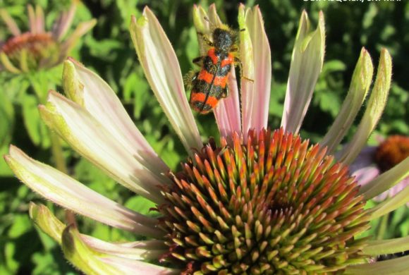 Concours photo « Plantes et insectes »