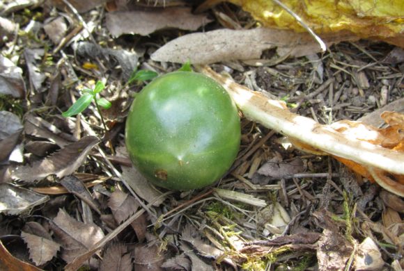 (Français) La Mandragore en fruit