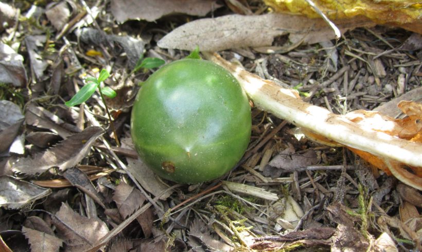 (Français) La Mandragore en fruit