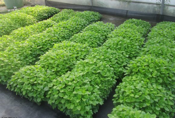 Bilan de la saison de production de plants Bilan de la saison de production de plants