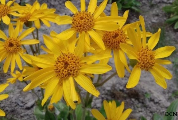 (Français) Une saison difficile pour la cueillette d’Arnica