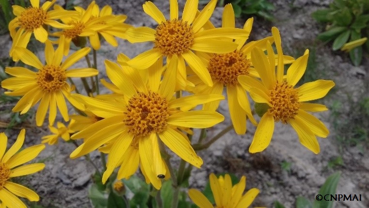 Essais de mise en culture d’Arnica en région Auvergne-Rhône-Alpes