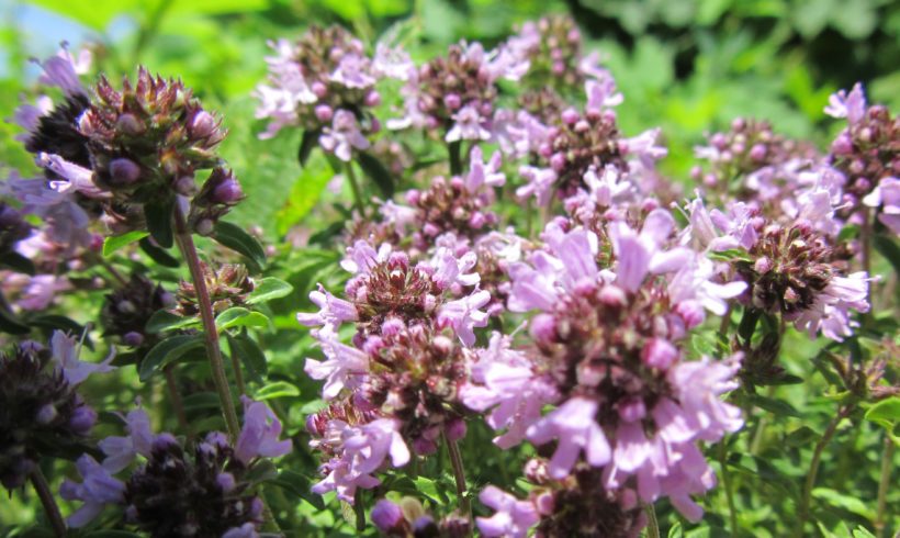 Une alerte de scientifiques sur les effets du changement climatique sur les plantes médicinales