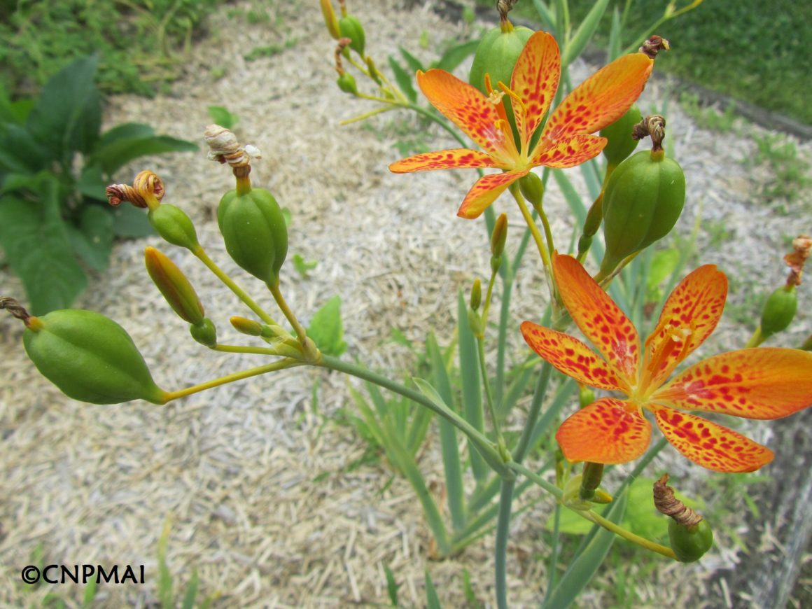 Belamcanda chinensis, fleur et fruit en formation - Conservatoire ...