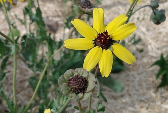 Récolte de semences : de la fleur à la graine Récolte de semences : de la fleur à la graine