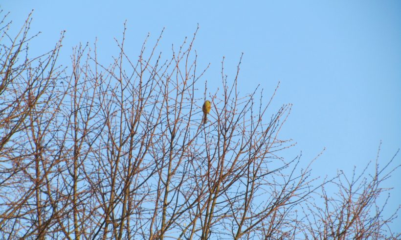 #9 Le Bruant zizi (Emberiza cirlus)