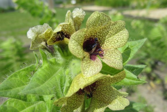 La Jusquiame noire : l’élite des plantes de sorcières