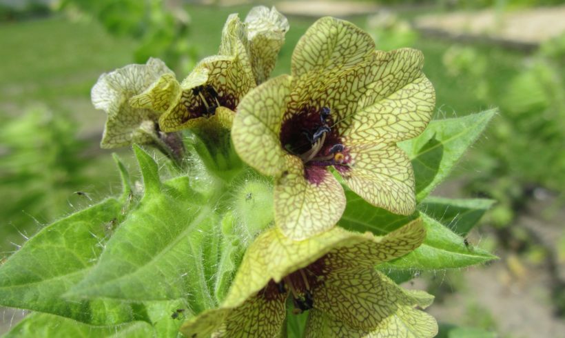 (Français) La Jusquiame noire : l’élite des plantes de sorcières