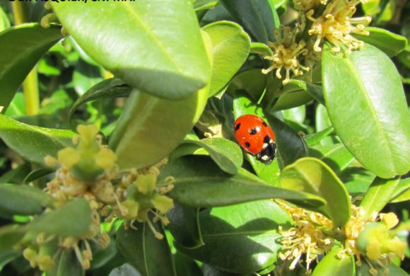 #10 la Coccinelle à sept points (Coccinella semptempunctata)