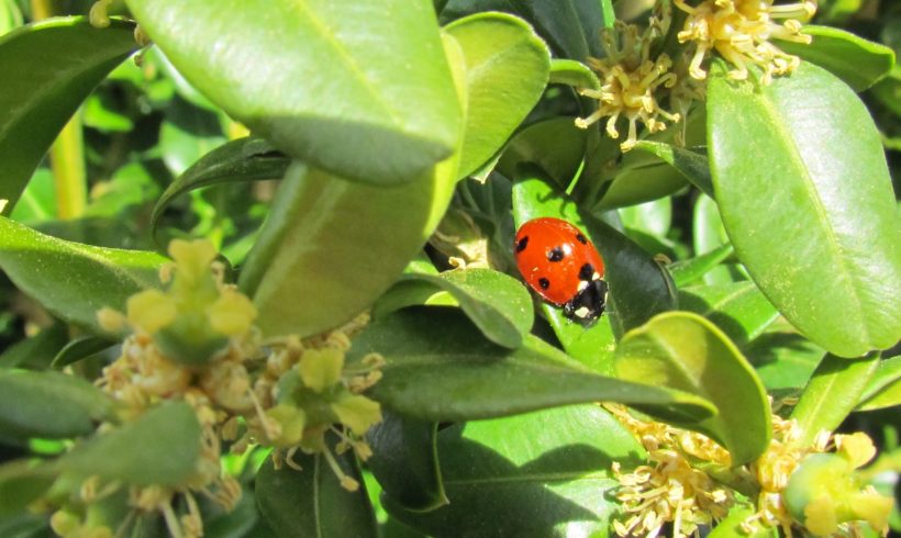 (Français) Biocontrôle, lutte biologique, protection intégrée, et protection biologique intégrée