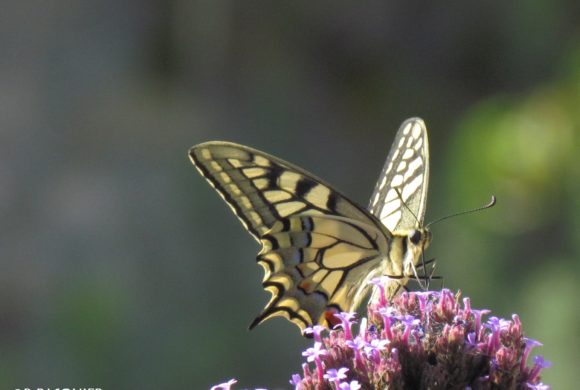 (Français) #11 Le papillon Machaon (Papilio machaon)