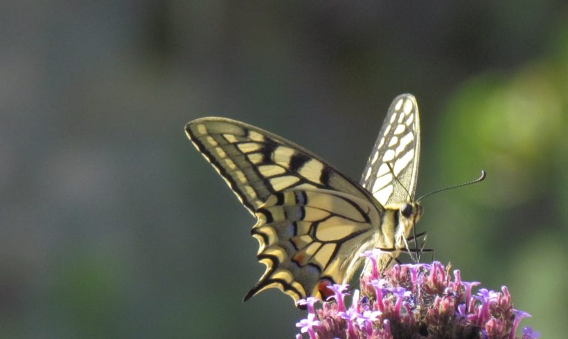 (Français) #11 Le papillon Machaon (Papilio machaon)