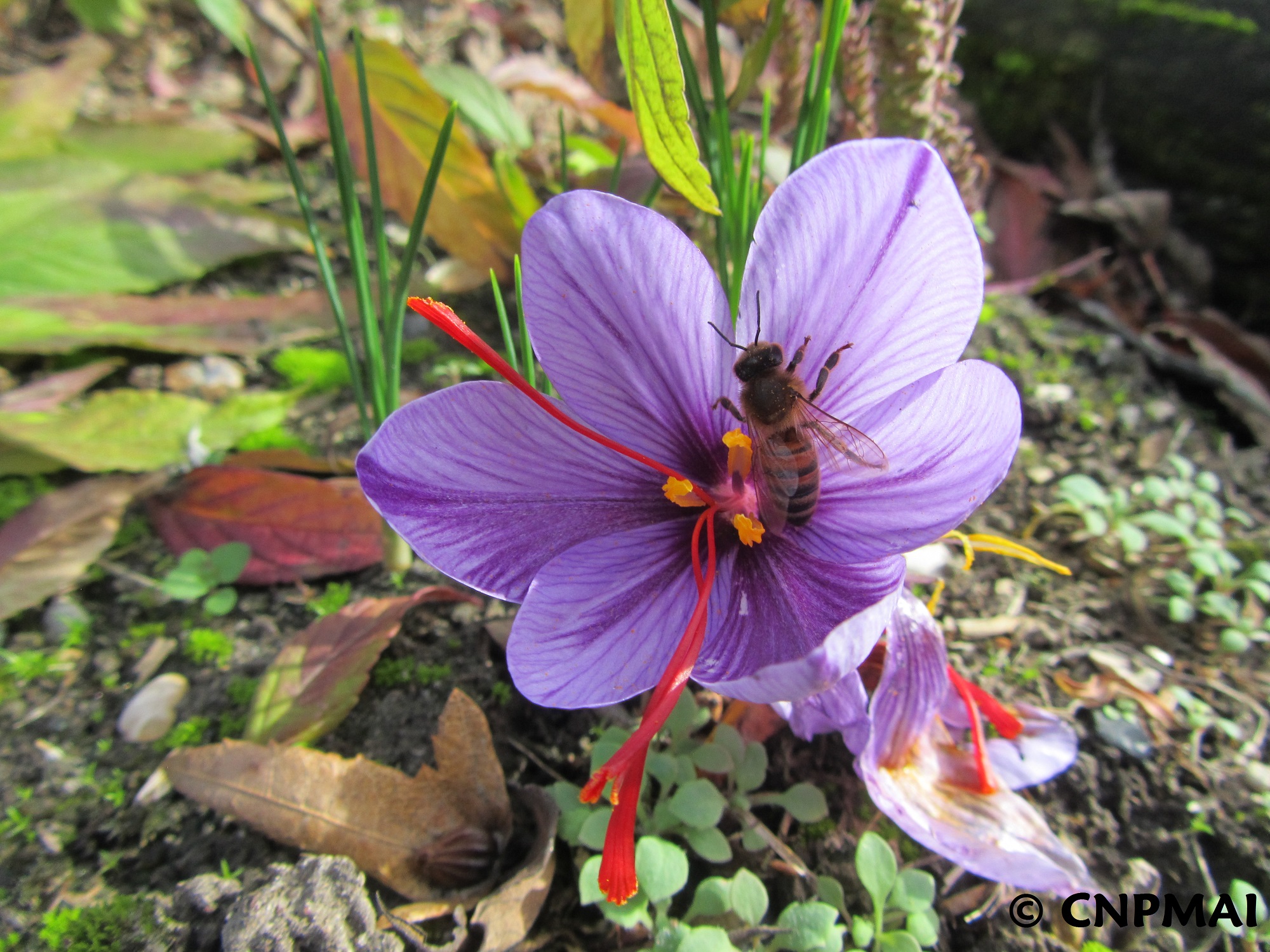 Crocus sativus fleur et abeille