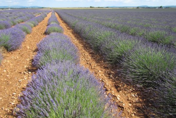 (Français) La filière lavande-lavandin menacée par de futures mesures règlementaires européennes ?