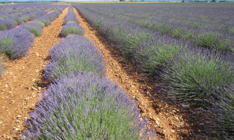 La filière lavande-lavandin menacée par de futures mesures règlementaires européennes ?